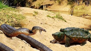 Amazing Snapping Turtle Vs Water Snake Quem Será O Vencedor