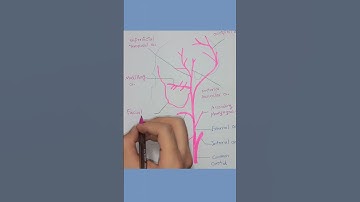 External Carotid artery branches #anatomy #head #carotid