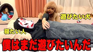 犬を飼う大変さが分かるナイトルーティン【トイプードル】