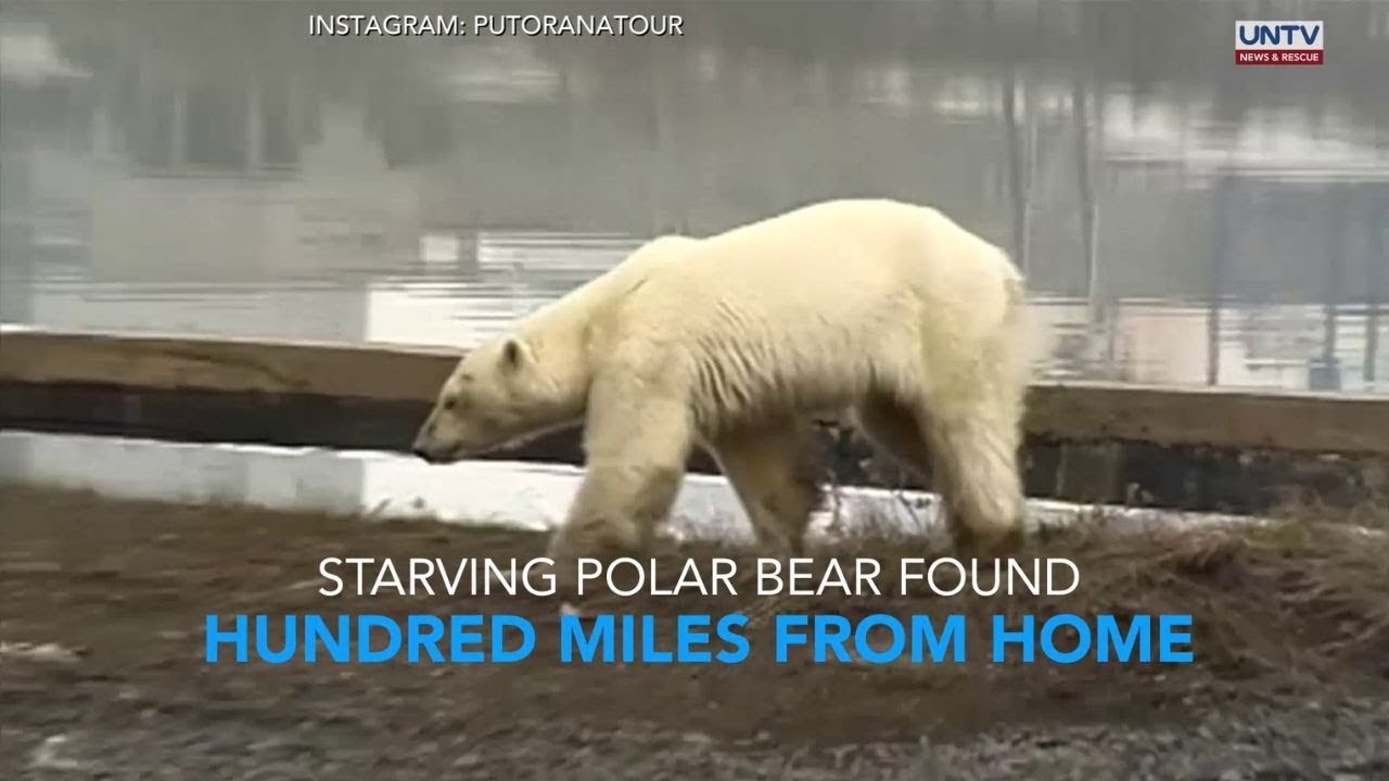 Starving polar bear seen wandering in Russian city, hundred miles from