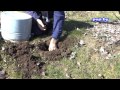 Как избавиться от кротов в саду, на огороде  How to get rid of moles in the garden and the garden