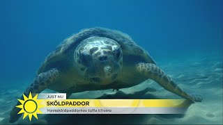 Hotet mot havssköldpaddorna – 