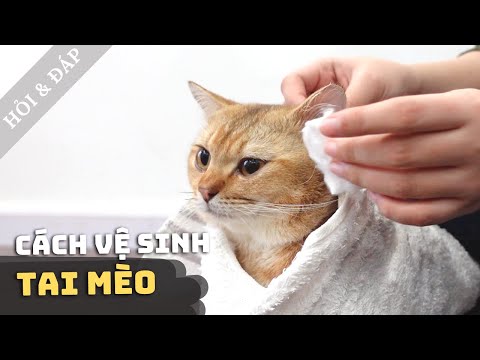 VỆ SINH TAI Cho Mèo Con Đúng Cách ✅ | Tại Sao Tai Mèo Bị Bẩn? | Q&A
