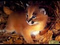 ネコ科の「カラカル」卑怯なくらい可愛いと話題になっている件♡～"Caracal" of the cat family.