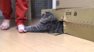 果敢に戦いを挑む猫 ノルウェージャンフォレストキャット Boldly defying fight.Norwegian Forest Cat.