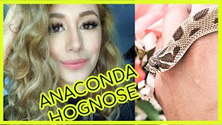 Baby Anaconda Hognose Snakes 1st week home |What to expect