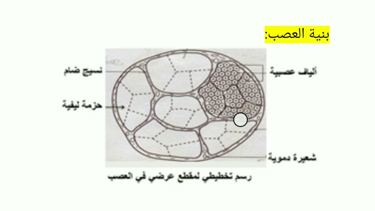ملخص شامل للاتصال العصبي سنة رابعة متوسط.