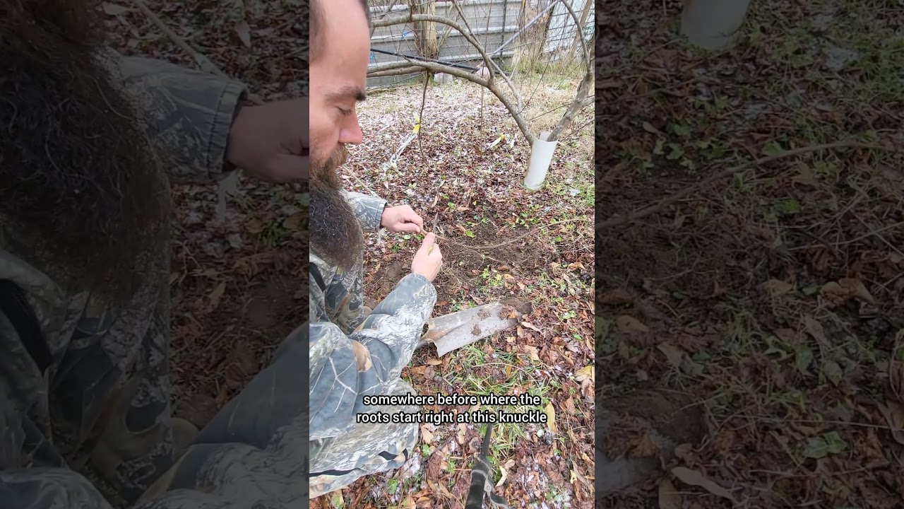 FREE Muscadine Vines! 