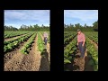 Growers Success Story: Carolina Tobacco Farm