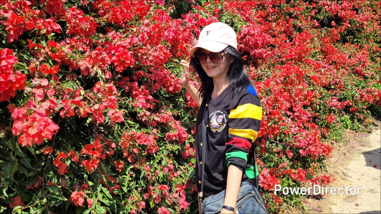 115／3／6-南投中寮金龍山法華寺 粉紅山丘麝香木 集集武昌宮地震廟