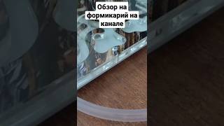 обзор на формик с ВБ и его заселение на канале :) #врек #формикарий #вайлдбериз #муравьи #мирмекипер