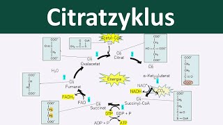 Citratzyklus - [Zellatmung, 4/6] - [Biologie, Oberstufe]