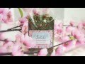 The Tea House Spring Teas