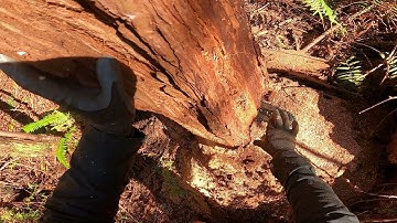 How to wedge a small tree. Method # 4. This method is safest method for those with less experience .