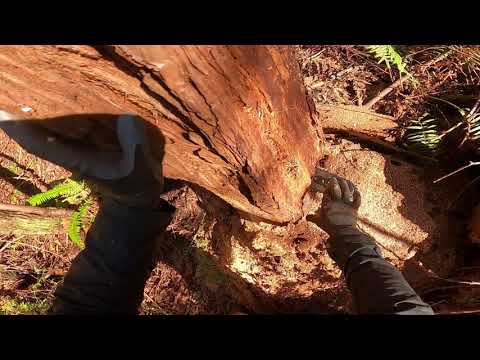 How to wedge a small tree. Method # 4. This method is safest method for those with less experience .
