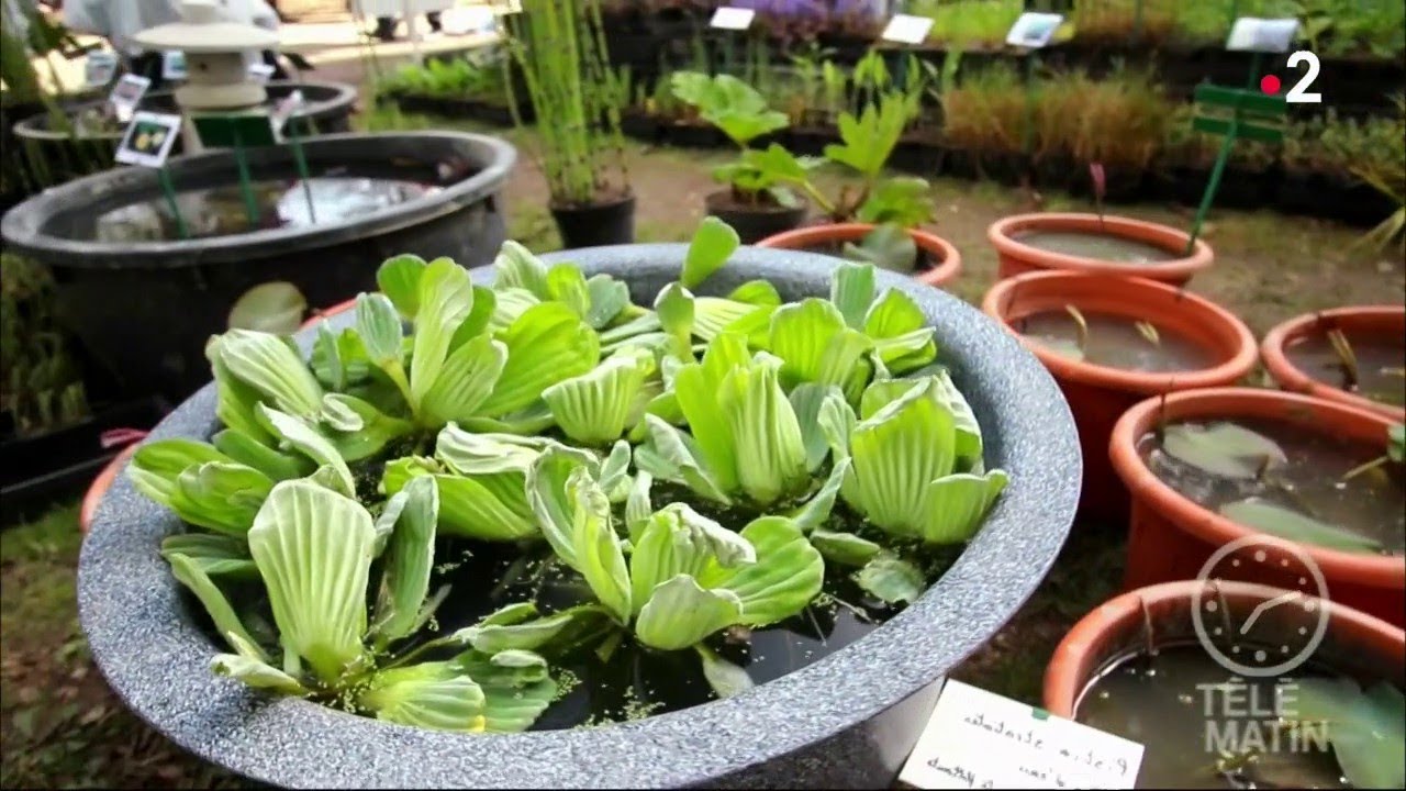 Jardin - Les pieds dans l'eau la tête au soleil