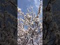 Весна 2020, Бишкек (Ак-Орго)
