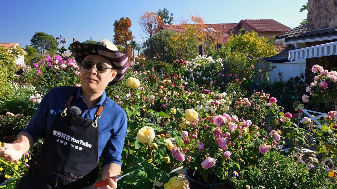 嫁接一棵全世界独一无二的玫瑰 园艺篇673