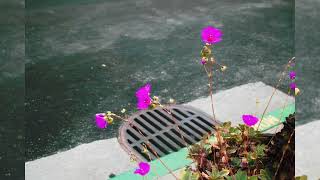 Jeremy Cremer  71524  Album