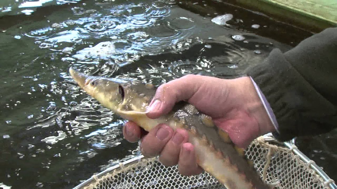 Propagační video FROV JU 2015