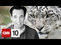 Snow Leopards and Conservation Efforts