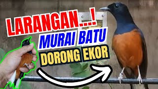 🔵PANTANGAN Murai Batu Dorong Ekor Yang Wajib Dihindari📌