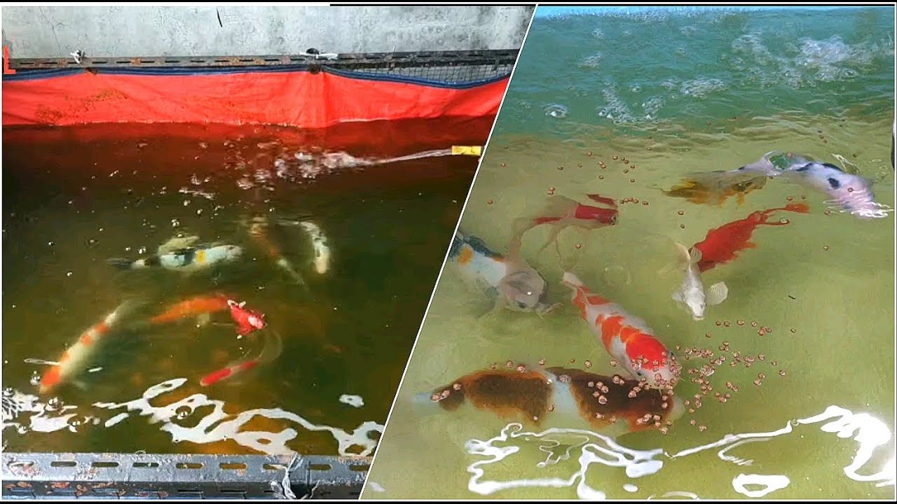 Cara agar ikan koi tidak melompat keluar ketika pindah kolam - YouTube