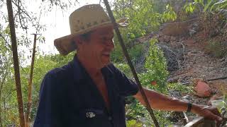 cochino negro autóctono canario(cerdo)