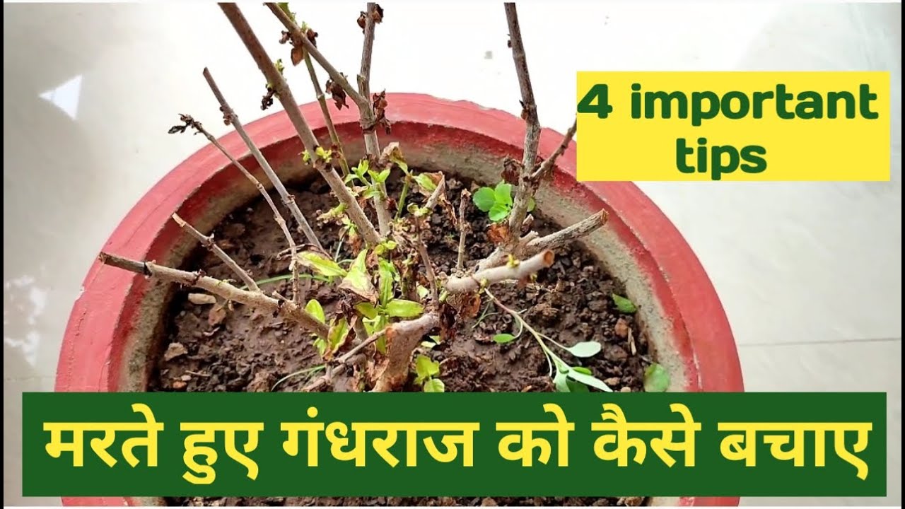 मरते हुए गंधराज को कैसे बचाए/ how to save dying gardenia plant YouTube