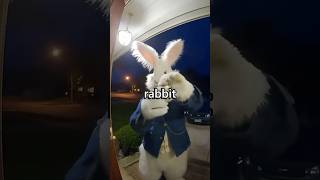 who is the "all roads lead to Rome" rabbit?