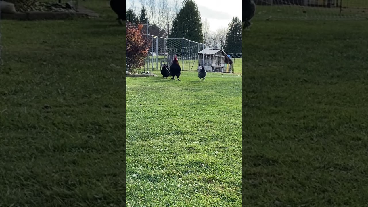 How Pet Chickens Show Love to Their Owner 