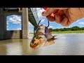 The Hunt For A RIVER MONSTER!!! (Giant Baits)