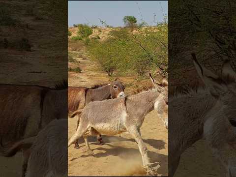 Donkeys Foryou Viralvideo Trending Support Success 