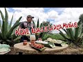 Encontramos el mejor pulque! mixiotes de Huevo de maguey - Nanacamilpa Tlaxcala