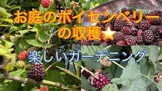 #ブラックベリー#ワイルドベリー#ラズベリー#ガーデニング　お庭のボイセンベリーの紹介と収穫