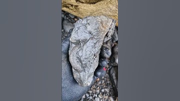 Freeing Ammonites from the shingle! 🤌🏼🪨 #fossilhunting #fossils #shorts #coast #rock #sea #ammonite