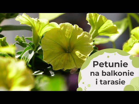 Wideo: Petunie: sadzenie i pielęgnacja, cechy uprawy