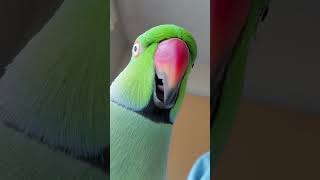 Indian Ringneck Parrot talking