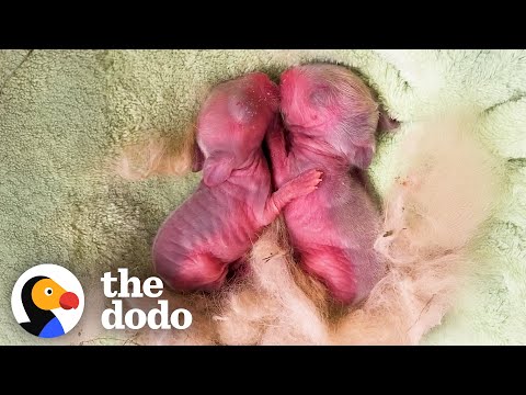 Tiny Pink Blobs Turn Into The Biggest Fluff Balls The Dodo
