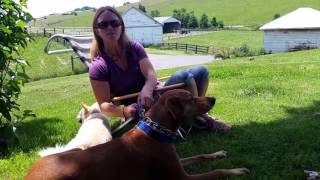 Why Do I Use a Balanced Method of Dog Training?