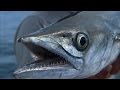 Kingfish Fishing and Amberjack off of Tampa Bay Florida