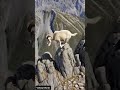 Defying Gravity: The Markhor’s Deadly Climb #Markhor #MountainGoat #Wildlife