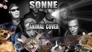 Rammstein - Sonne (Animal Cover)