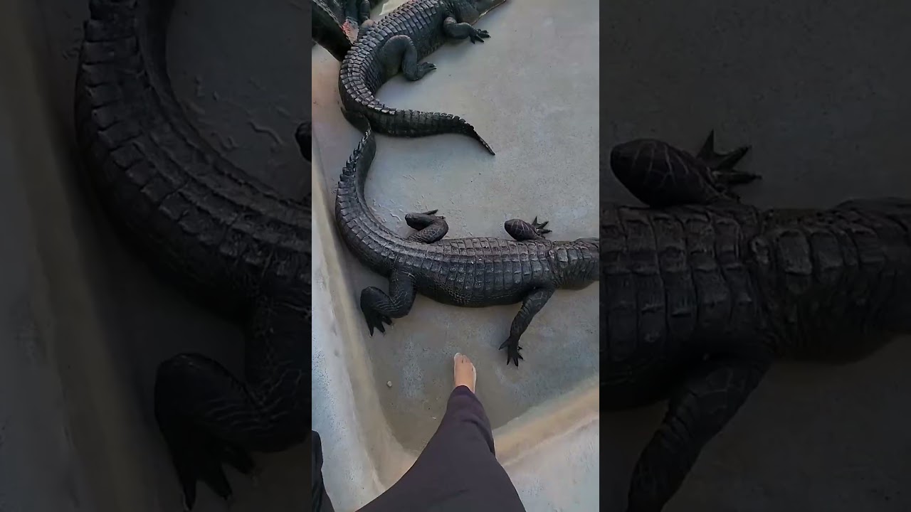 Crocodile found in pool😯