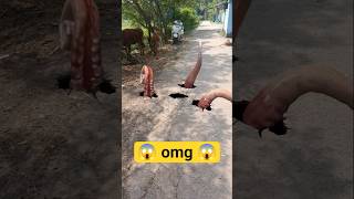 Wolf In Village Part 1043