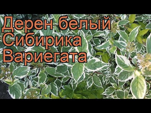 Бейне: Дераин ақ «Сибирика» (37 фото): «Сибирика Вариегата» және «Сібір інжу» сорттарын сипаттау, отырғызу және күту