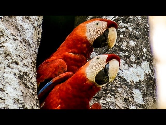 "Costa Rica"  Documentary Film (English)