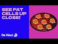 Understanding Body Fat and Health
