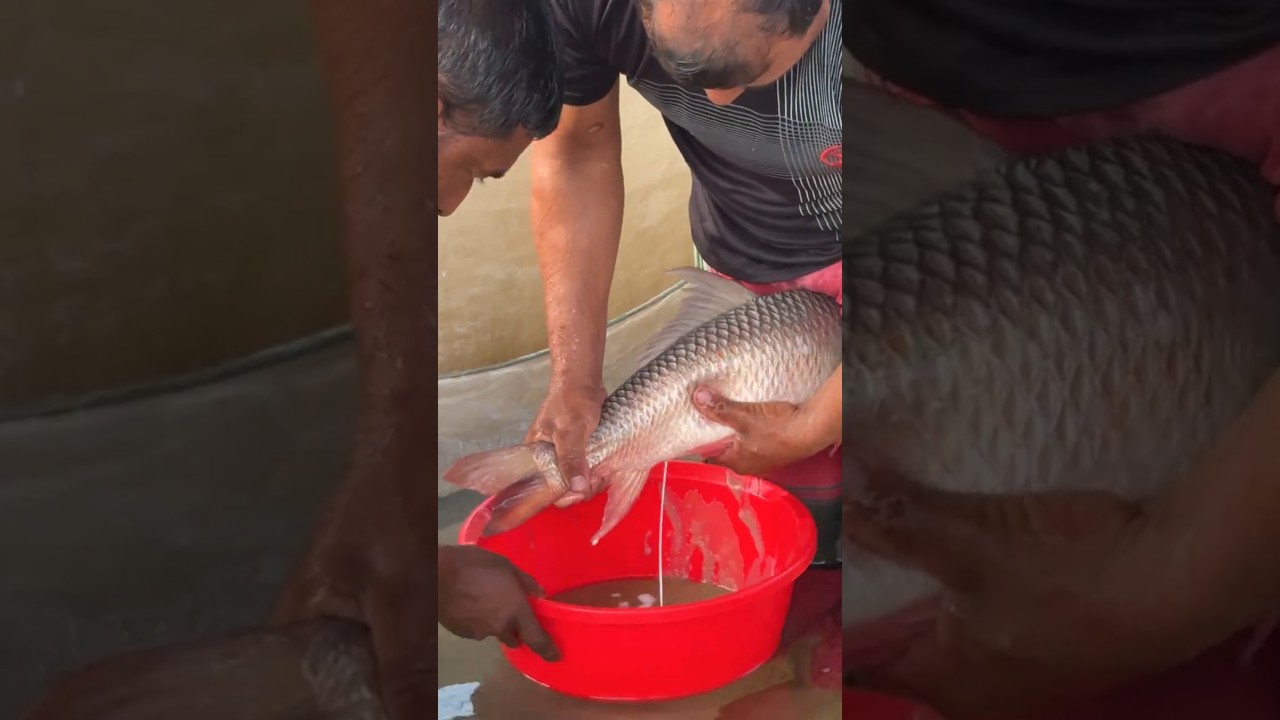 Amazing Rohu Fish Breeding System 