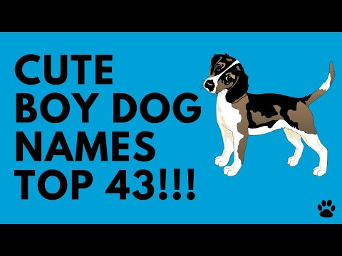 Cute Boy Dog Names 43 Brilliant Ideas Names Youtube